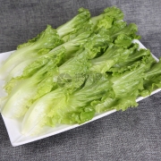 生菜